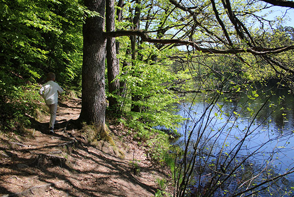 Skog og vann ved den bølgende steinsjøen i Vedema