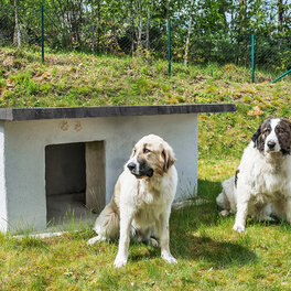 Bygg et isolert hundehus i betong