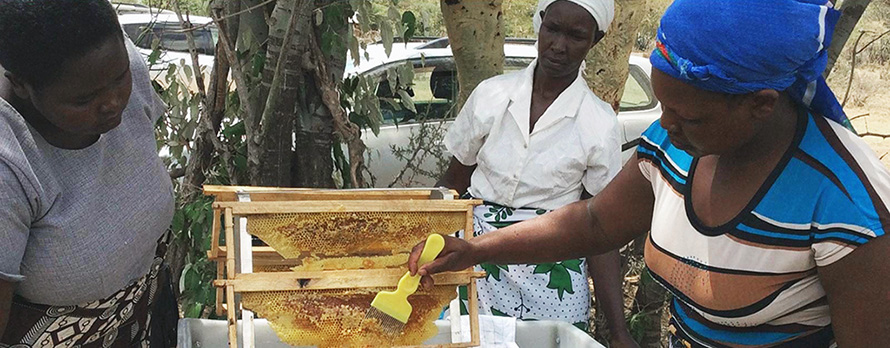 Kvinner skraper honning
